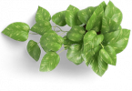leaf-icon.png
